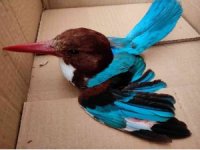 Nesli tükenen İzmir yalıçapkınını vurdular