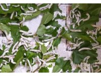 İpek böceğinin tanesi 5 lira