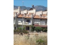 Bozyazı’da sokak köpekleri tehlike saçıyor