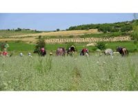 Osmaniye’de üretilen kekikler Filistin’e ihraç ediliyor