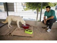 Sahipsiz köpek tedavi edildi