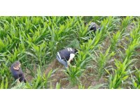 Mısır tarlasında 477 kök Hint keneviri ele geçirildi