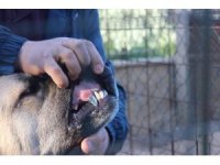 Köpeğine protez diş yaptı