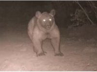 Bozayı, Burdur’da ikinci kez fotokapana yansıdı