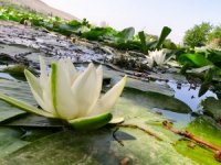 Nilüfer çiçekleri kirlilikle boğuşuyor: Koparmanın cezası 73 bin lira