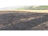 12 dönüm buğday ekili tarla yandı