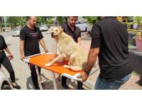 Cipiyle yolda yatan ‘Prenses’i böyle ezdi