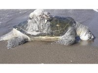 Hatay’da ölü yeşil deniz kaplumbağası bulundu