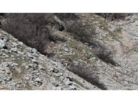 Sürü halindeki alageyikler kamerada