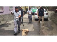 Bagajda taşınan köpek barınağa teslim edildi