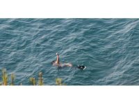 Patlayıcı ile balık avlayan şahsa 14 bin 680 lira ceza kesildi