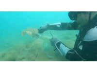 Denizi temizlemek için daldılar, ağlara takılmış vatozu kurtardılar