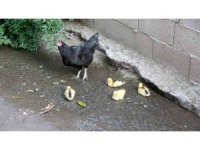 Ördek yavrularına annelik yapan tavuk