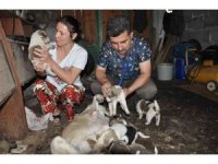 Sokak köpeği ile yavrularına sahip çıktı