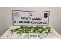 İş yerinin yatakhanesinde kenevir yetiştiren şüpheli yakalandı