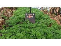 Muz serasını esrar bahçesine çevirmişler