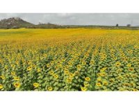 Çiçek açan ayçiçeği tarlaları görsel şölen sundu