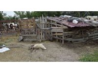 Burdur’da sokak köpekleri koyunlara saldırdı, vatandaş isyan etti