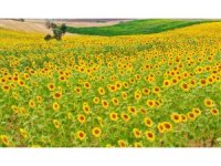 Ayçiçeği üreticisi yağmur bekliyor