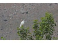 Elbistan’da "küçük ak balıkçıl" objektiflere takıldı