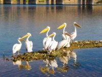 Kahramanmaraş’ta pelikanların göç yolculuğu