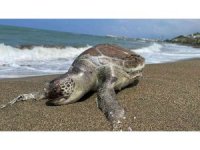 Hatay’da ölü caretta caretta sahile vurdu