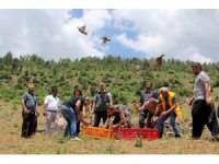 Çiftçilerin korkulu rüyasıydı, biyolojik mücadele için keklik bırakıldı