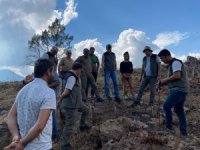 Yanan ormanlar ağaçlandırılıyor