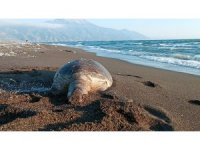 Hatay’da 2 deniz kaplumbağası sahile vurdu