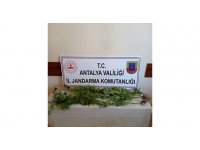 Jandarmadan sazlıkta Hint keneviri üretimine suçüstü