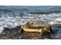 Binlerce yavru kaplumbağa denizle buluşacak