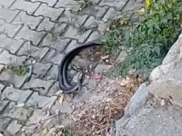 Hatay’da yılanların dansı