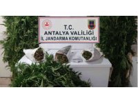 Bahçesinde kenevir yetiştiren şüpheli yakalandı