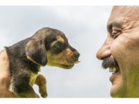 Mersin’de 2 gün çukurda mahsur kalan köpek kurtarıldı