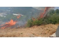 Alanya’da tarım arazisinde başlayan yangında 10 dönüm zarar gördü