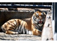 "Nazlı" Tarsus Doğa Parkı’nda