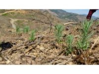 9 ton tohum serpilmişti, Adana’da yanan ormanlık alan yeşeriyor