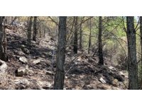 Ağaca yıldırım düştü, ormanda yangın çıktı