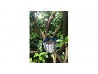 Kenevir saksılarını ağaç gövdelerine gizlemişler