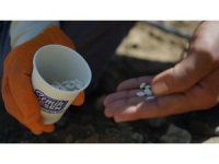 Çandır fasulyesi toprakla buluştu