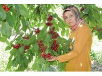 Napolyon türü kirazlar üreticinin yüzünü güldürüyor