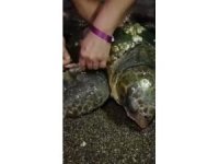 Yumurta bırakmak için kıyıya gelen caretta caretta misinaya dolandı