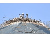 Tedavi için getirilen leylek, Doğa Parkı’nda yuva yaptı