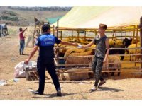 Çukurova’da kurban satış ve kesim yerleri belirlendi