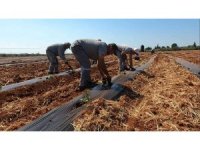 Atıl araziler karpuz ve kavunla buluştu