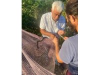 Yanan ormanların ardından Manavgat’ta yılan hareketliliği