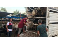 Daha fazla para kazanma vaadiyle elindeki hayvanlarından da olacaktı