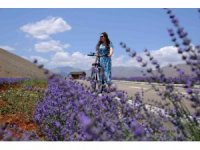 Afşin’de lavanta bahçelerine ziyaretçi akını