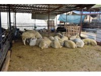 Kepez’in kurban pazarları hazır