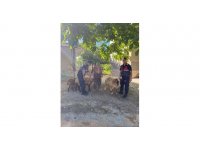 Kaybolan koyunlarını jandarma buldu